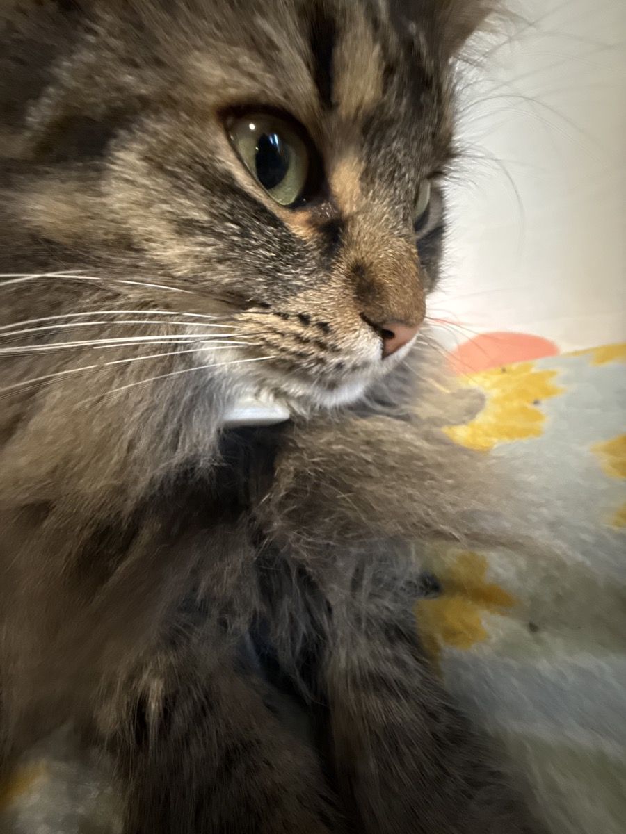 Close-up of a long-haired brown tabby with green eyes and long white whiskers
