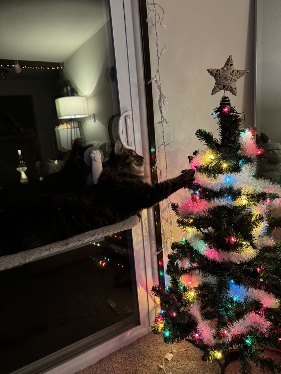 A tabby stretched out from a window perch, reaching a paw toward a lit Christmas tree