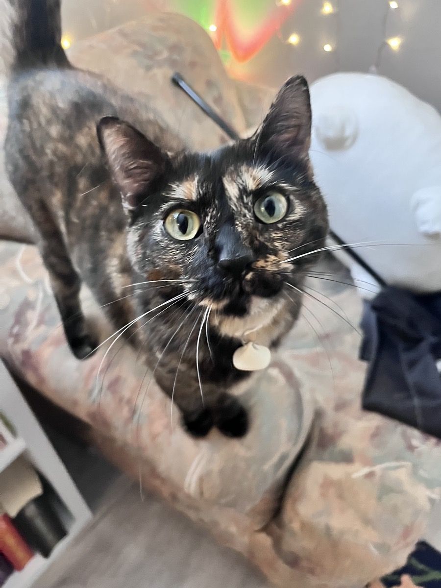 A tortoiseshell cat standing on an armchair, looking up wide-eyed at the camera