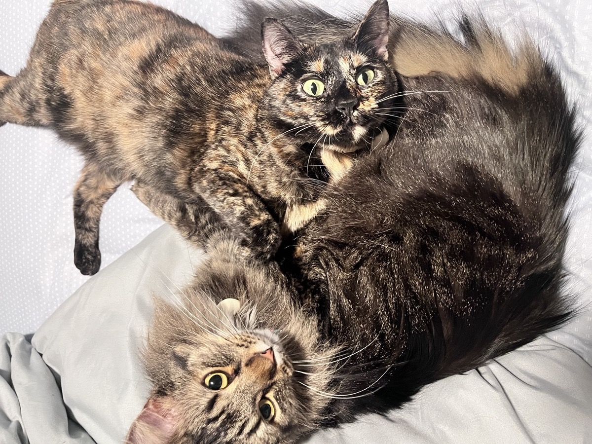 A tortoiseshell and a long-haired tabby sprawled together on a bed, the tabby lying upside down