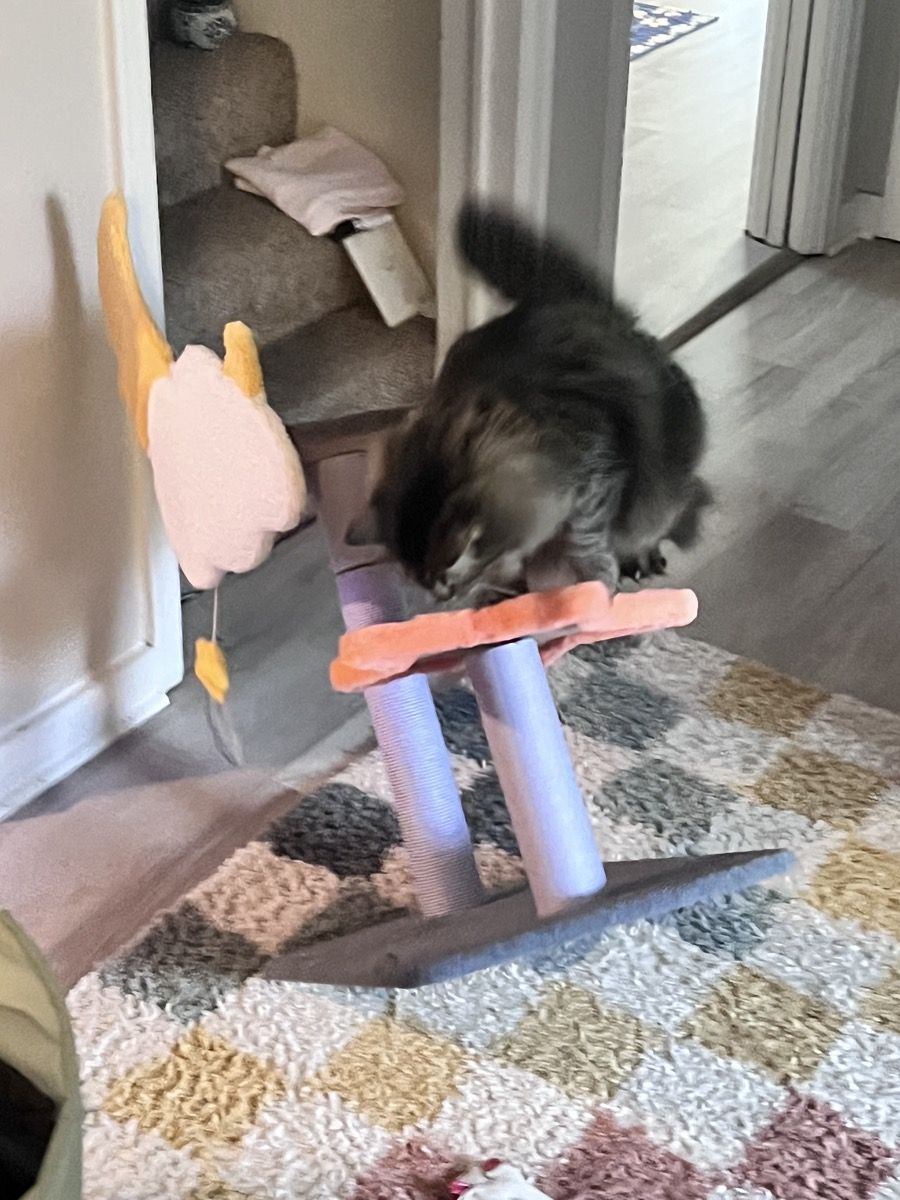 A fluffy dark cat caught mid-pounce on a small cat tree
