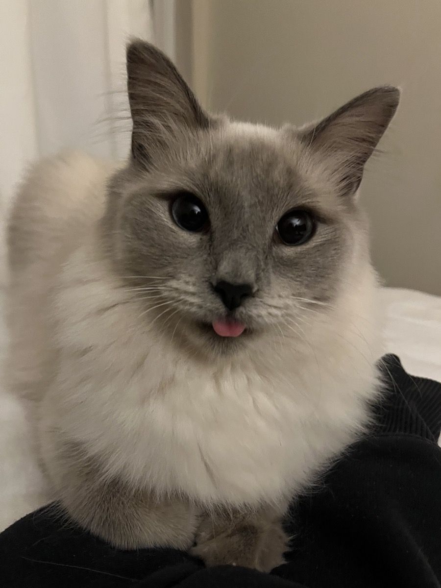 A fluffy grey-point cat with dark eyes and its tongue sticking out