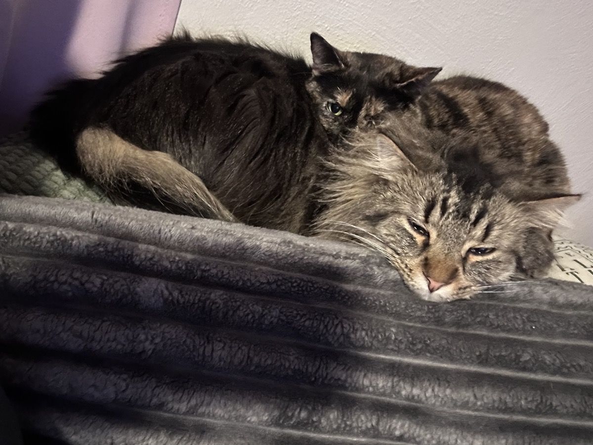 Two cats curled up asleep together on a grey blanket